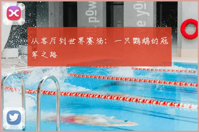 从客厅到世界赛场:一只鹦鹉的冠军之路